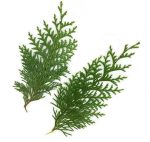 Aceite esencial de Hinoki doTERRA (5 ml) - Imagen 5