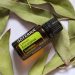 doTERRA Lemon Eucalyptus (Eucalipto Limón) Aceite Esencial (15ml)